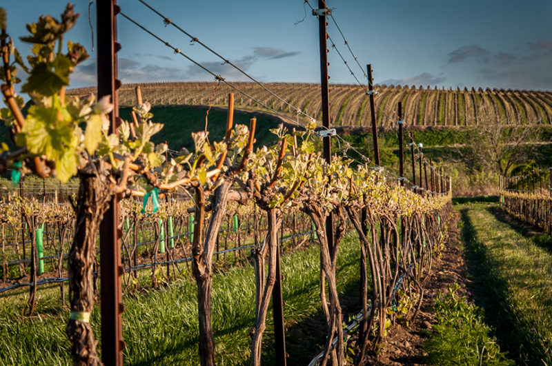 wine vineyard Proper Wines
